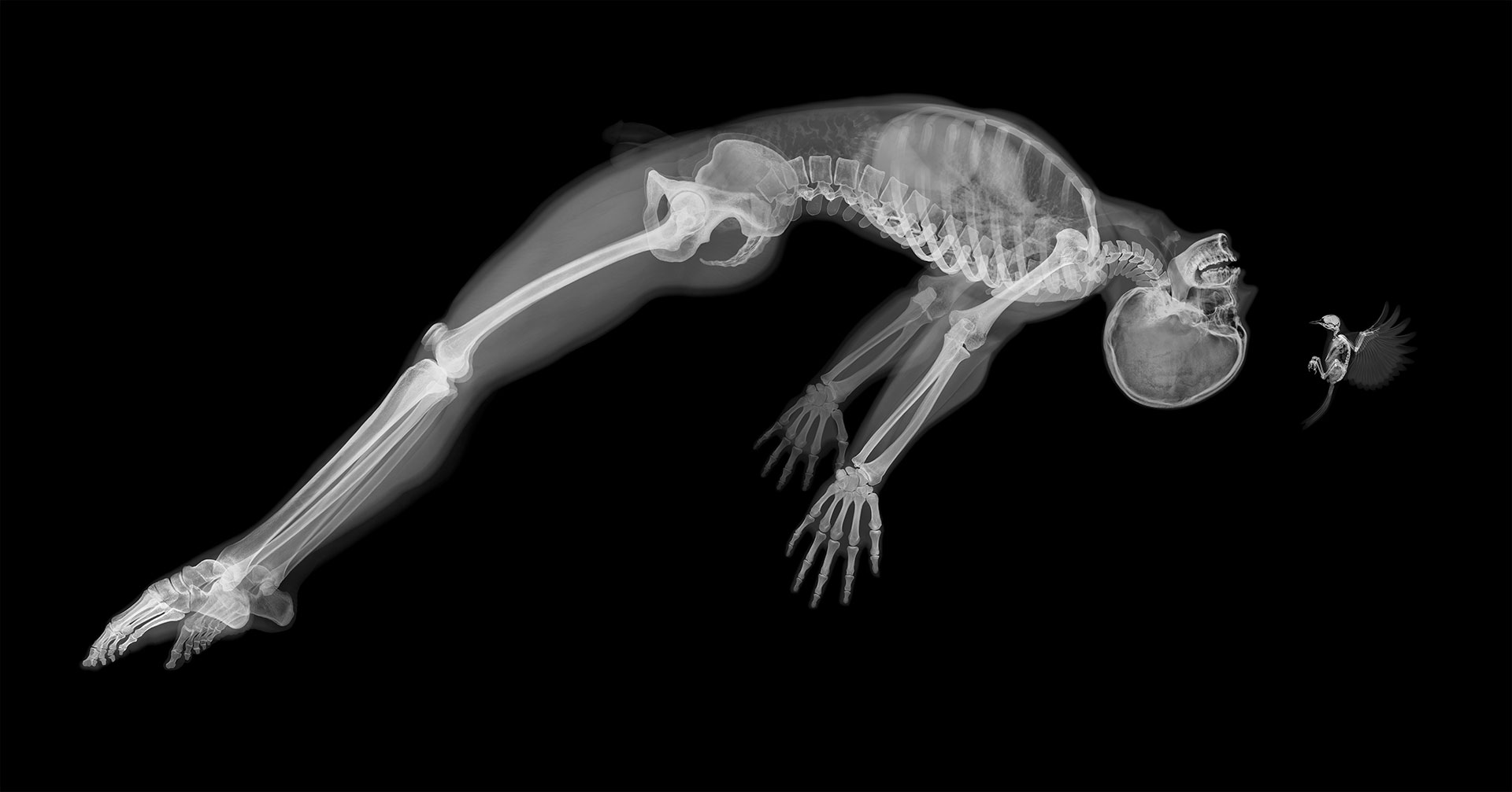 Adam Negative Version 150ppp